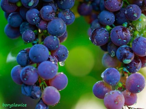 Winorośl 'Zilga' (Vitis) w doniczkach P11, wysokość 70-100 cm na Arena.pl