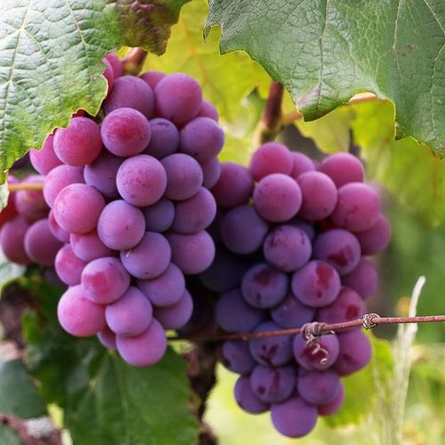 Wapno Ogrodowe Nawozowe Idealne Do Warzyw Owoców JESIEŃ Dolomit Sypki na Arena.pl