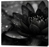 Obraz 100x100cm Lotos w Czerni
