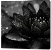 Obraz 100x100cm Lotos w Czerni