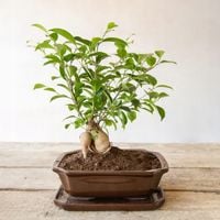 DONICZKA NA DRZEWKO BONSAI z podstawką drenażem Brązowa terakota 21xh6cm