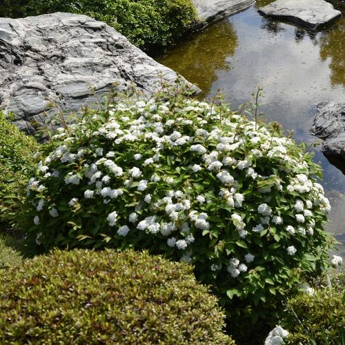 Tawuła japońska ALBIFLORA Białe kwiaty na Arena.pl
