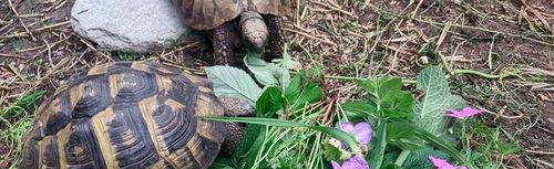 Podłoże dla żółwia stepowego greckiego lądowego Testudo Soil Original 25 L na Arena.pl