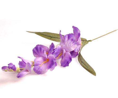 Mieczyk z listkami purple na Arena.pl