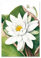 Plakat cyfrowy do wydruku botaniczne plakaty