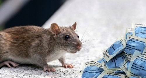 RATIMOR Trutka na szczury i myszy pasta - Trucizna Brodifakum 29ppm na Arena.pl