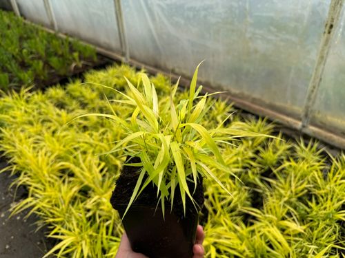 Hakonechloa smukła 'All Gold' (Hakonechloa macra) Doniczka 1.0L na Arena.pl