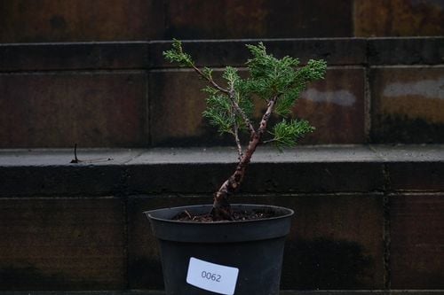 Jałowiec chiński Shimpaku - Juniperus chinensis 0062 na Arena.pl