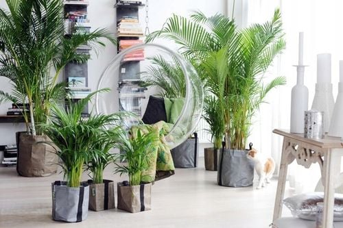 PODŁOŻE DO KWIATÓW ROŚLIN i PALM ZIEMIA UNIWERSALNA Z NAWOZEM COMPO na Arena.pl