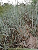 Wydmuchrzyca piaskowa trawa wydmowa niebieska