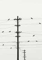 Plakat 70x100cm Symfonia na Drutach