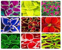 Koleus zestaw 9 odmian Ogrodowo-pl