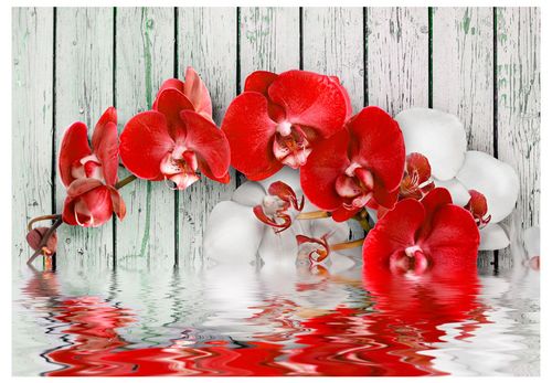 Fototapeta - Rubinowa orchidea 100x70 na Arena.pl