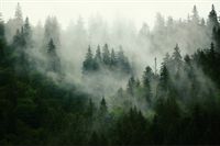 Fototapeta Ścienna DRZEWA we Mgle Widok 3D 90x60