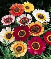 NASIONA Złocień Trójbarwny Mieszanka Mix 1g Kwiaty 410930