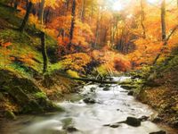 FOTOTAPETA KRAJOBRAZ STRUMYK LAS JESIEŃ 395x280