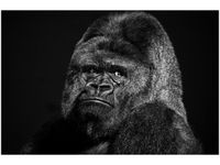 100 70CM OBRAZ PŁÓTNO GORILLA FACE FEANS PŁÓTNO RAMA