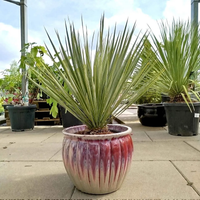 YUCCA JUKA PALMA DUŻA ROŚLINA Z POLSKIEJ PRODUKCJI 80 / 100 cm