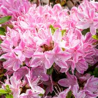 Azalia japońska KERMESINA ROSE Biało-różowa Sadzonki w doniczkach