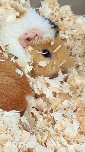 Bezpyłowe trociny ściółka ProBioBED Classic dla gryzoni, koni ODPYLONE 250l na Arena.pl