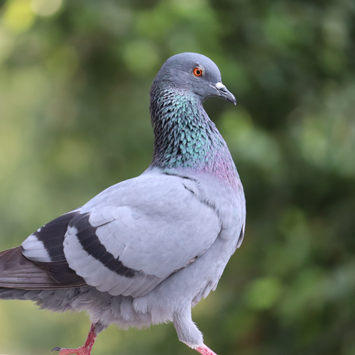 MARPOL - M=Vitamineer Mix 10 kg na Arena.pl