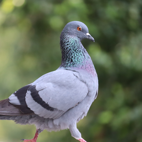 MARPOL - M=Vitamineer Mix 10 kg zdjęcie 5