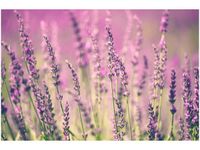 60X40CM LAWENDA OBRAZ