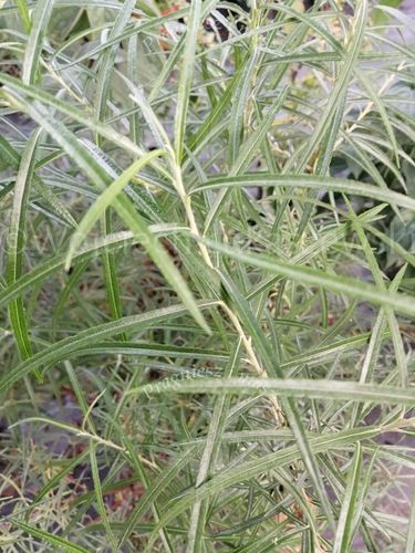 Wierzba rokita rosmarnifolia puszysty dywan na Arena.pl