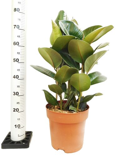 FIKUS ELASTIKA ROBUSTA 80 cm na Arena.pl