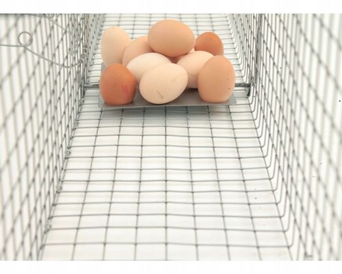 Pułapka łapka klatka na kuny łasice łaski szczury na Arena.pl