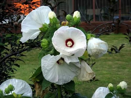 Hibiskus bylinowy OLD YELLA C2 na Arena.pl