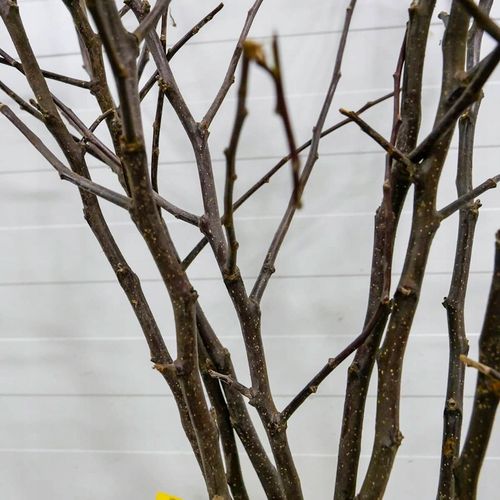 SADZONKI DRZEWKA OWOCOWE JABŁOŃ ANTONÓWKA BIAŁA ŚMIETANKOWA na Arena.pl