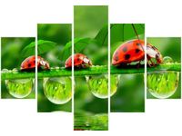 70 100CM OBRAZ 5 ELEM BIEDRONECZKI DRUK PŁÓTNO