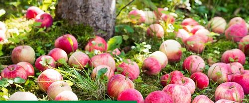 ROSAHUMUS 1kg nawóz organiczny kwasy humusowe POTAS POPRAWIA JAKOŚĆ GLEBY na Arena.pl