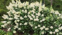 C2 HORTENSJA BUKIETOWA HYDRANGEA PANICULATA GREAT ESCAPE 100-150 CM