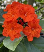 KOSTLIWKA SZKARŁATNA Cordia sebestena - NASIONA 10 sztuk - 10g.