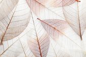 FOTOTAPETA liście paproci drzewa monstera 360x240