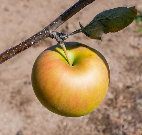 SADZONKI DRZEWKA OWOCOWE JABŁOŃ KOKSA POMARAŃCZOWA O SMAKU GRUSZKI na Arena.pl