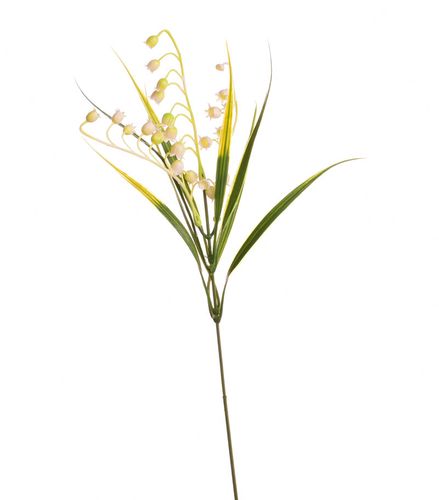 Konwalia na Arena.pl