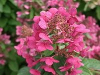 product-compare-56972846