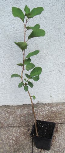 ŚWIDOŚLIWA OLCHOLISTNA Honeywood - sadzonki w don. na Arena.pl