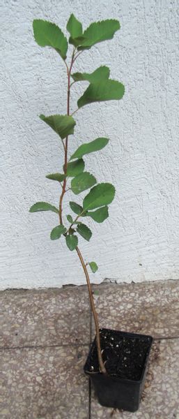 ŚWIDOŚLIWA OLCHOLISTNA Honeywood - sadzonki w don. zdjęcie 4