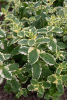 Mięta Variegata - Mentha rotundifolia