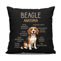 Beagle - anatomia - czarna poduszka na prezent z pieskiem