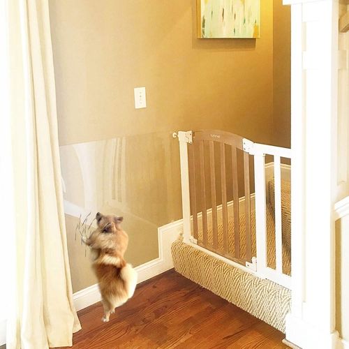 FOLIA OCHRONNA DRZWI PRZECIW DRAPANIU 100x100, 1x1 na Arena.pl