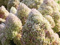 Hortensja bukietowa 'Diamantino miniaturowa PIĘKNOŚĆ DO OGRODU