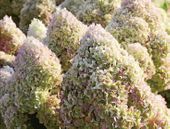 Hortensja bukietowa 'Diamantino miniaturowa PIĘKNOŚĆ DO OGRODU