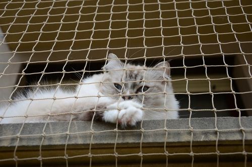 ZESTAW 6x3 GRUBA SIATKA DLA KOTA 1,5mm NA BALKON OKO 40mm BEZ WIERCENIA na Arena.pl