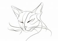 Plakat 35x25cm Linijny Kot