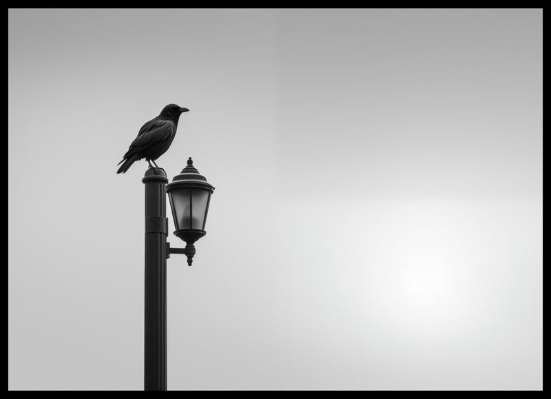 Plakat 70x50cm Samotny Postój Kruka zdjęcie 2